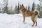 Young Karelo-Finnish Laika dog with tail ring staying on the hill in the winter forest