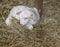 Young Katahdin sheep lamb taking a rest