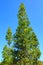 Young kauri trees, New Zealand