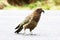 Young Kea Parrot walking on Road, New Zealand