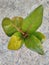 young keben tree or (Barringtonia asiatica)
