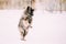 Young Keeshond, Keeshonden dog play and jumping outdoor in snow,