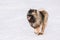 Young Keeshond, Keeshonden Dog Play In Snow, Winter