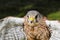 Young Kestrel close-up