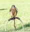 Young Kestrel looking intently at camera , sitting on hoop stand.