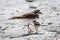 Young Killdeer Charadrius vociferus with Adult Bird