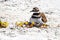 Young Killdeer Charadrius vociferus with Adult Bird