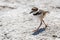 Young Killdeer Charadrius vociferus Strolling Around