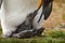 Young king penguin beging food beside adult king penguin, Falkland. New born, hatch out. Egg with young bird, nest. Deatail close-