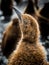 Young king penguin, called oakum boy, shakes off sleeting rain