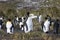 A young king penguin moult and removes his old plumage with his beak