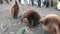 Young King Penguin is playing with rubber boots on the Falkland Islands.