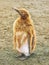 A young king penguin shedding its juvenile down coat.