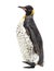 Young King penguin walking on white
