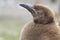 Young King Penguins in the Falkland Islands