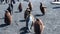 Young king penguins happily runs near people on coastline of Falkland Islands.