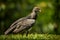 Young King vulture, Sarcoramphus papa, orest in the background. Condors in tropic forest. Animal feeding behaviour.