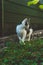 Young kitten exploring plants near a fence