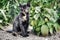 Young kitten is looking at the lens, waiting in the garden among green leaves.