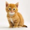 Young kittens. Cute funny cats at home. generative AI