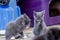 Young Kittens Eat Their Food And Clean Themselves In an Urban Environment