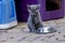 Young Kittens Eat Their Food And Clean Themselves In an Urban Environment