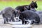 Young Kittens Eat Their Food And Clean Themselves In an Urban Environment