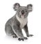 Young koala, Phascolarctos cinereus, 14 months old