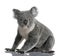 Young koala, Phascolarctos cinereus, 14 months old