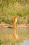 A young kob Kobus kob drinking at a waterhole with reflection, Murchison Falls National Park, Uganda.