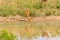 A young kob Kobus kob drinking at a waterhole with reflection, Murchison Falls National Park, Uganda.