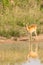 A young kob Kobus kob at a waterhole with reflection, Murchison Falls National Park, Uganda.