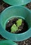 Young kohlrabi plant with slug protection in vegatable garden