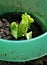 Young kohlrabi plant with slug protection in vegatable garden