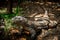 Young Komodo Dragon Living in The Madras Crocodile Bank Trust and Centre for Herpetology, ECR Chennai, Tamilnadu, South India