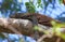 Young Komodo dragon on a tree