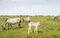 Young Konik horse curiously looking around