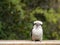 A young Kookaburra