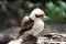 Young kookaburra