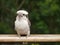 A young Kookaburra on a balcony