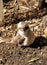 A Young Kookaburra, Laughing bird stay alone in Australia Zoo.