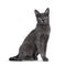 Young Korat cat on white background