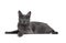 Young Korat cat on white background