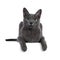 Young Korat cat on white background