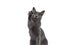 Young Korat cat on white background