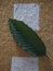 Young kratom leaf