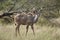 Young Kudu bull in bushveld
