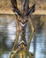 A young Kudu bull and his reflection on the water\'s surface while drinking.