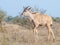 Young Kudu bull in veldt