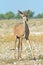 Young kudu in savannah with yellow grass, Etosha
